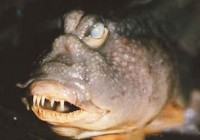 水中怪鱼 地球上竟然有这么丑的怪鱼