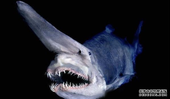 长相堪比外星人的11种深海鲨鱼