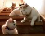 在楼梯上玩的猫咪一家
